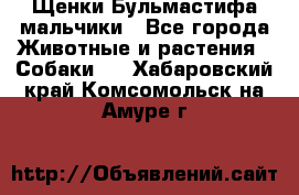 Щенки Бульмастифа мальчики - Все города Животные и растения » Собаки   . Хабаровский край,Комсомольск-на-Амуре г.